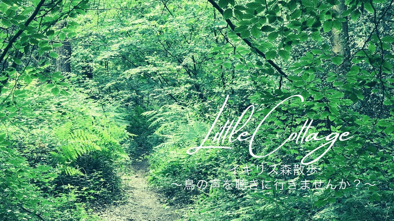 イギリス森散歩 鳥の声を聴きに行きませんか Youtube