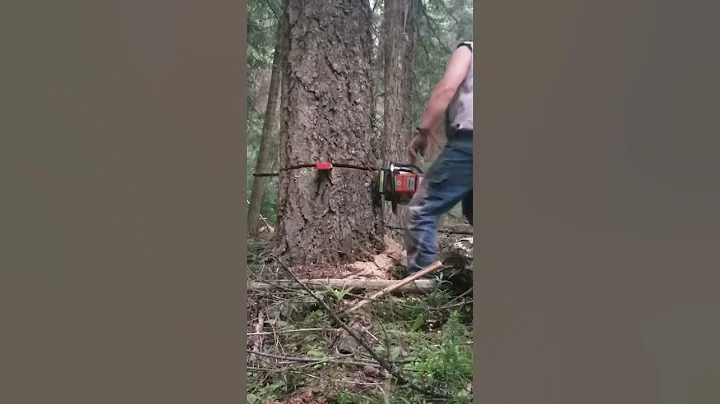 STIHL 064 CHAINSAW. #firewood #gopro #shorts #logging #create #chainsaws