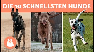 Die Top 10 Schnellsten Hunderassen Der Welt Welche Ist Die Schnellste?