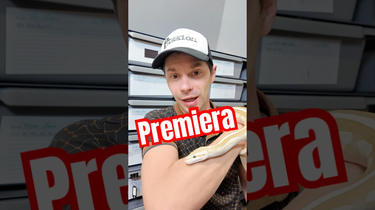 Premiera 11.04.2026 godzina 17:00 #pytonkrólewski #snake #premiera #ballpython #pyton #wiedza