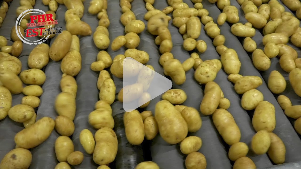 Pommes de terre : meilleur stockage pour une plus grande qualité