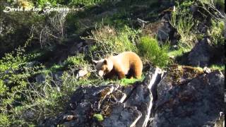 OSA Parda, desperezandose 12/04/2015 ASTURIAS