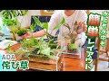【アクアリウム】初心者でも簡単にレイアウトが決まる！ADA侘び草のススメ（水中に沈めても水上管理もどちらでも簡単！ビオトープや水槽に激推しデス）