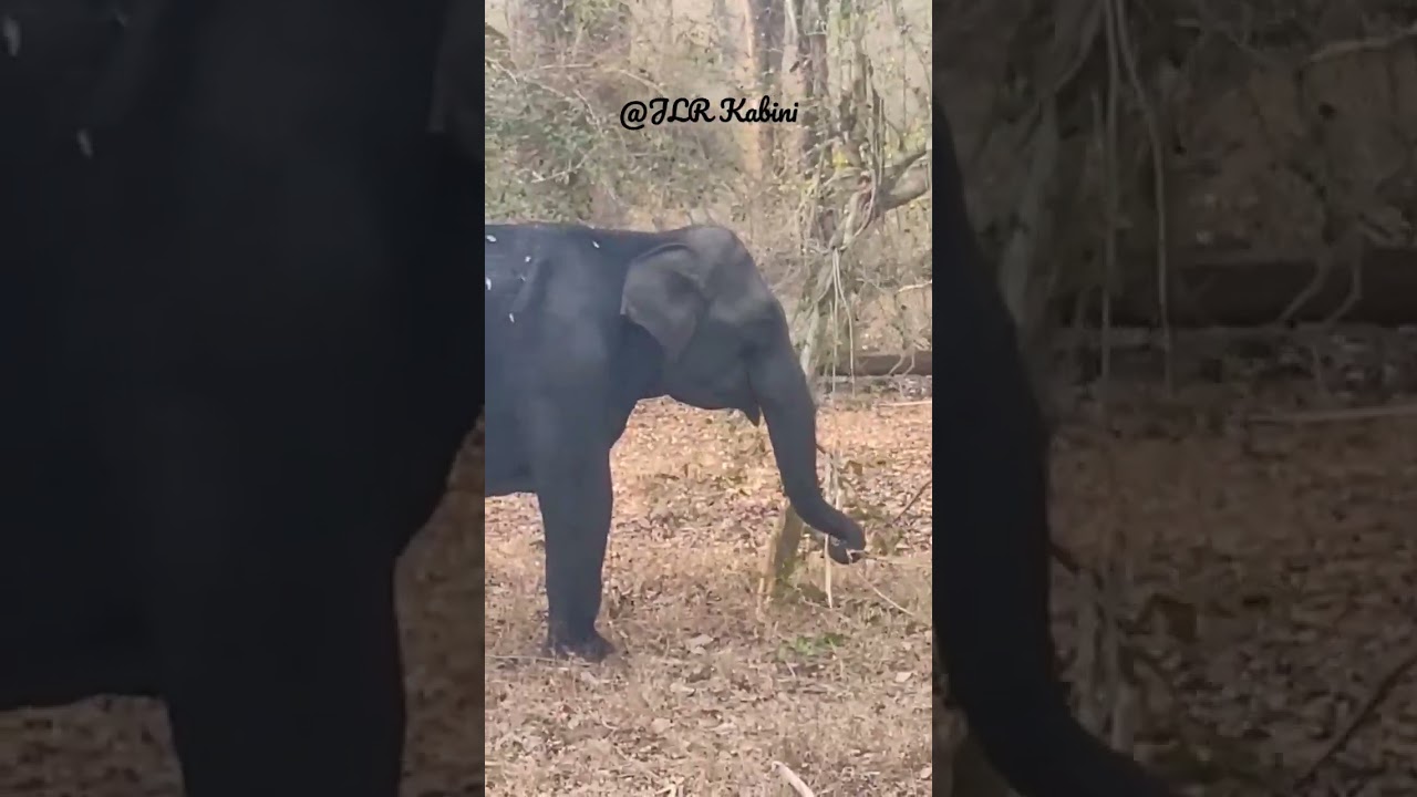#Elephant