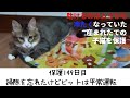 冷たくなっていた子猫の保護、149日目