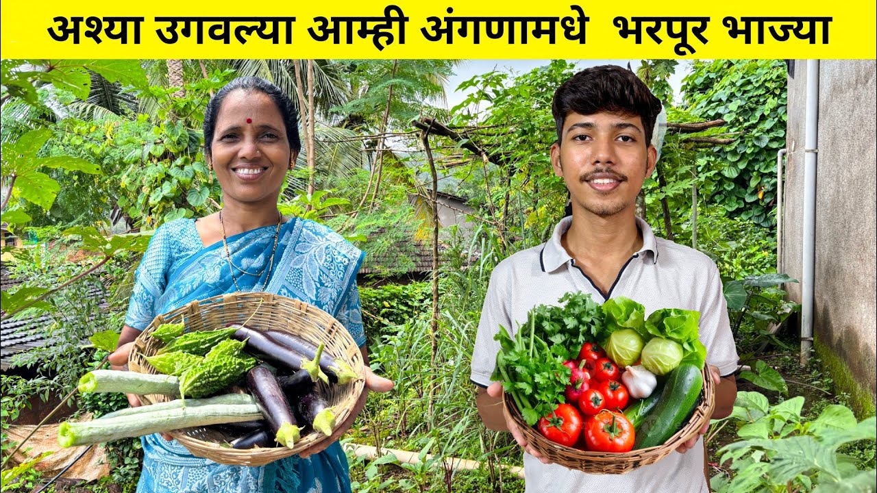 आम्ही घराच्या अंगणात उगवल्या वेगवेगळ्या प्रकारच्या भाज्या | Harvesting Organic Vegetables at home 