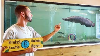 EPIC AMAZON RIVER MONSTER in MY HOUSE!