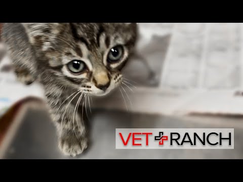 Kitten with LARVA Living Under Her Skin! - Kitten with LARVA Living Under Her Skin!