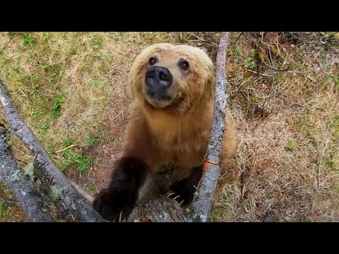 Bears Dancing in the Forest | Planet Earth II | BBC Earth