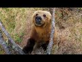 Bears Dancing in the Forest | Planet Earth II | BBC Earth