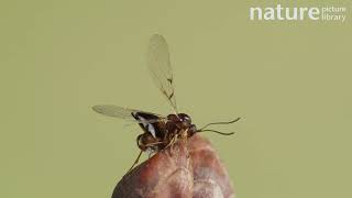 A recently emerged, Oak marble gall wasp female ovipositing in a bud of a Turkey oak, UK