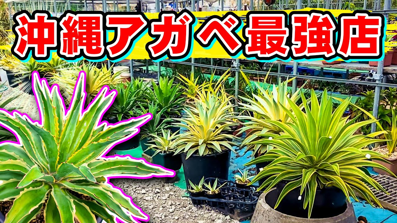 植レポ】沖縄の斑入りアガベが大量のお店に行ってきたぞい！ - YouTube