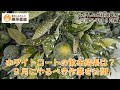 みかん成長観察2025年9月編