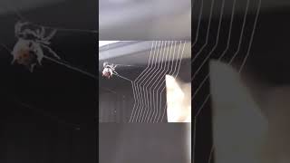 🕷🕸 #spider #spiderweb #spidersilk #nature #amazing #furthermore👉description #shorts