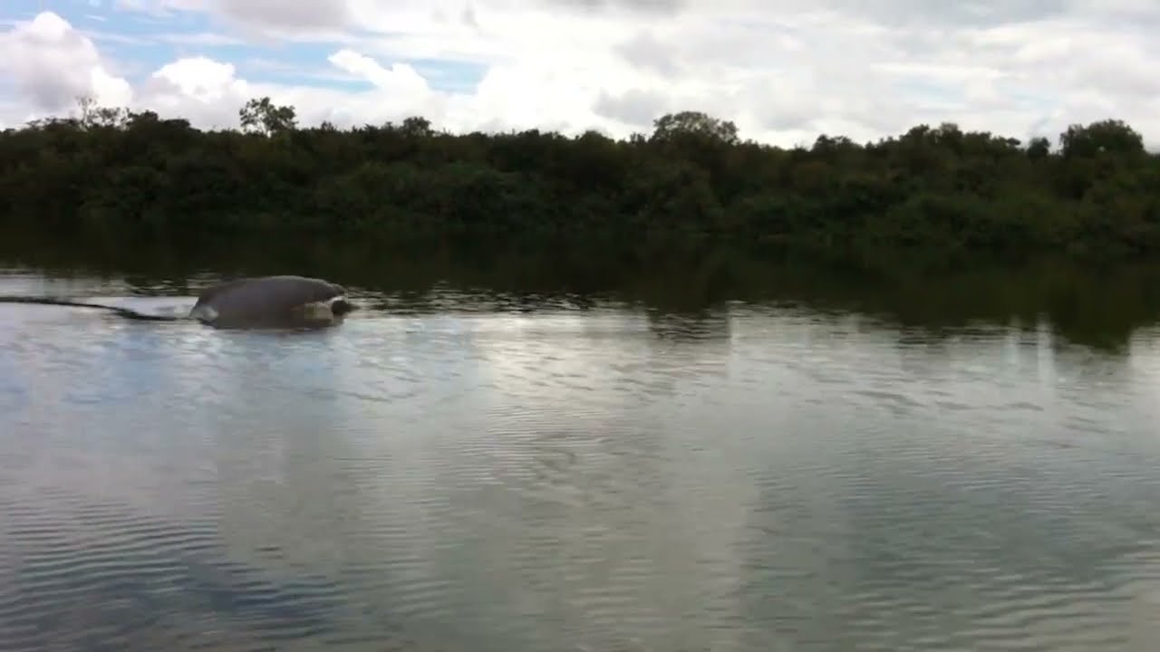 Avistamiento de Delfín Rosado (Inia geoffrensis) - Reserva ProAves El Jaguar