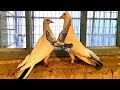 Сокол Сапсан забрал голубя не думал что окажется это голубка. Falcon Peregrine took the dove