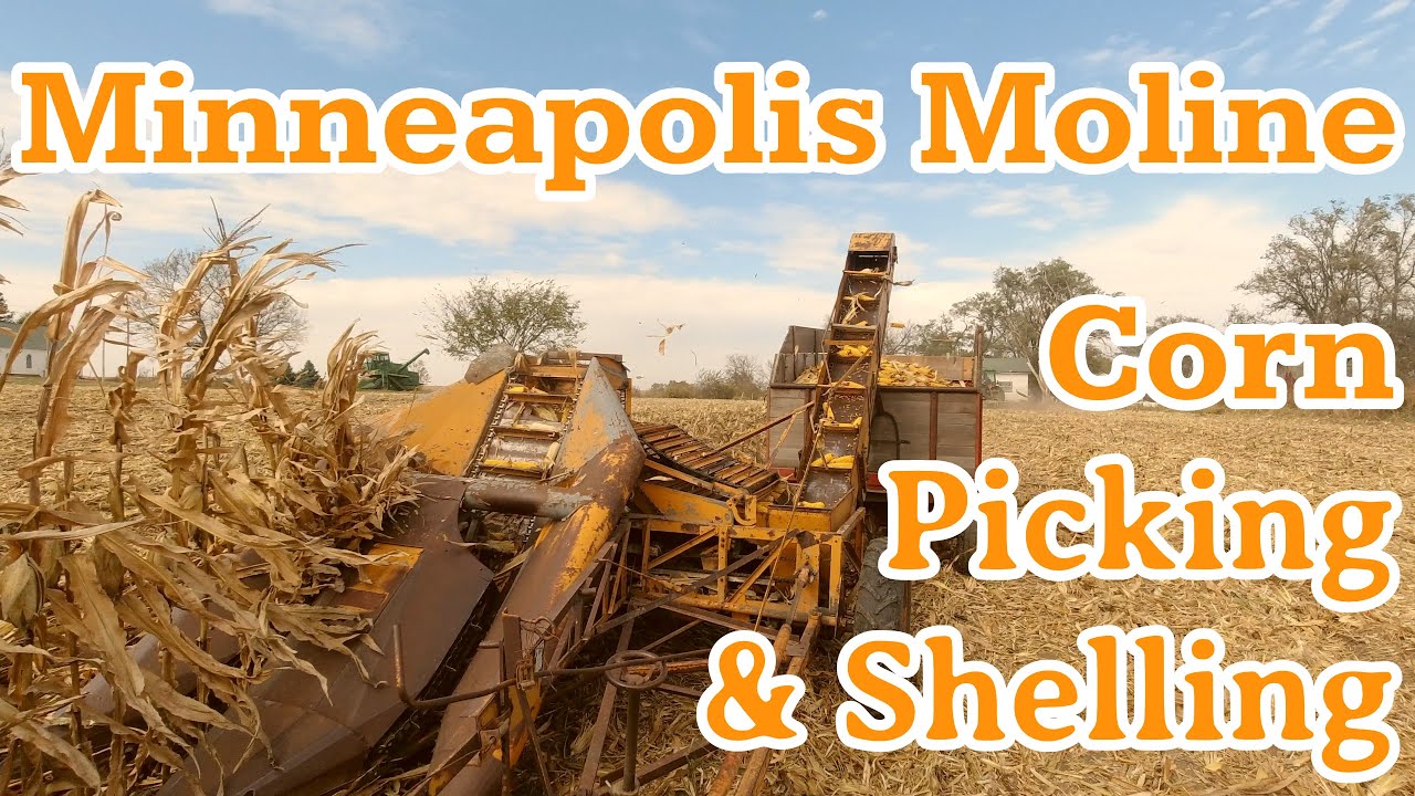 Сбор и лущение кукурузы в Миннеаполисе и Молине!