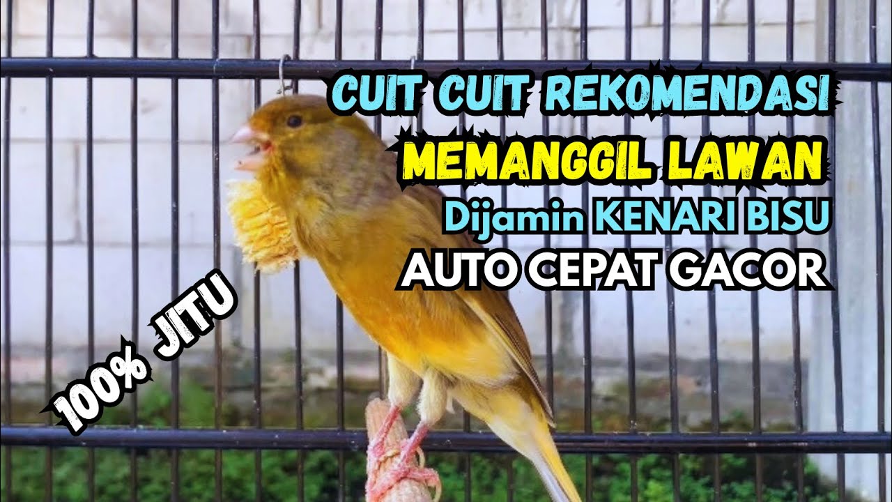 Kenari gacor NGEROL PANJANG cocok untuk PANCINGAN KENARI PAUD bikin BURUNG KENARI GACOR PANJANG
