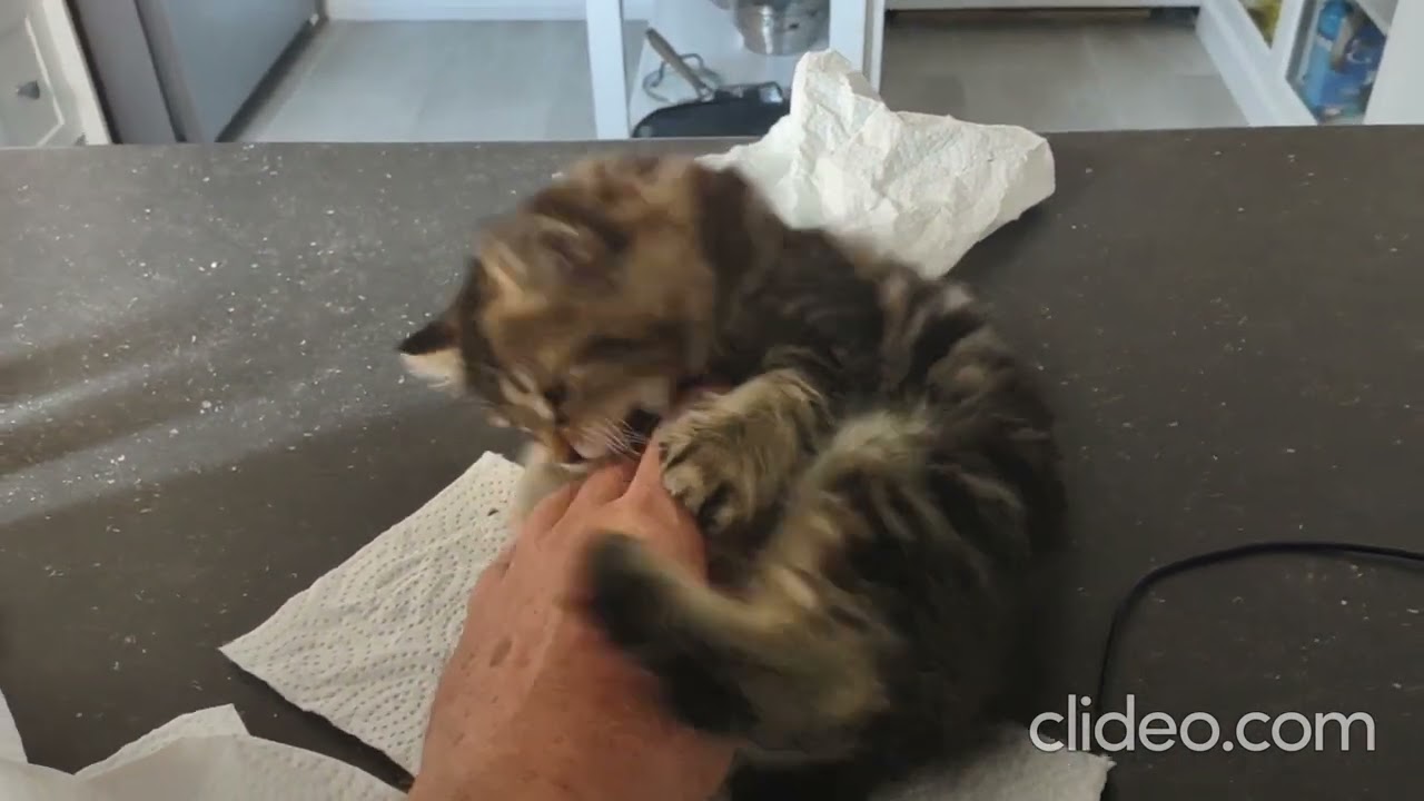 Kitten moving on to bigger and better things YouTube