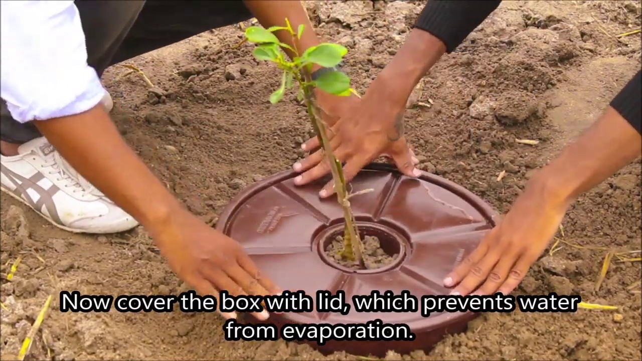 Plantbox Self Irrigation System YouTube