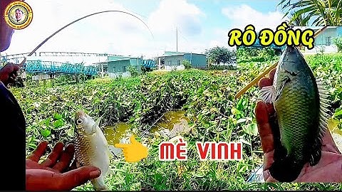 Móc lỗ lục bình câu cá rô đồng+mè vinh.