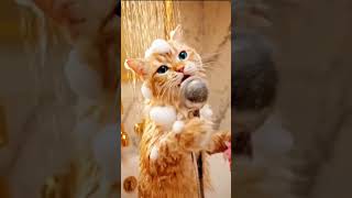 Operacı Kedi Banyoda Lu Lu La La La Söylüyor