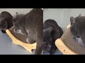 CUTEST AND COZIEST CHARTREUX CATS の動画、YouTube動画。