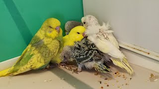 Muhabbet Kuşu Yavruları Kaç Günlükken Yeme Düşer ??