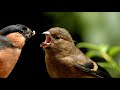 Bullfinches feeding young