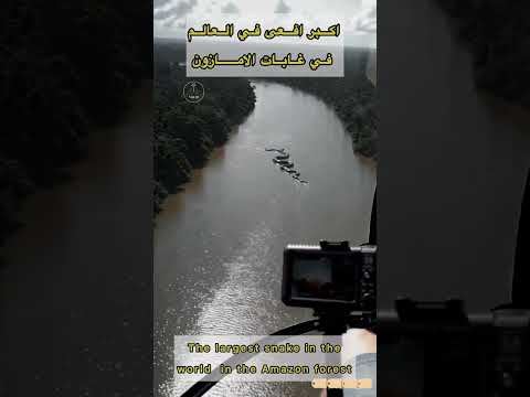 اكبر افعي في العالم في غابات الامازون