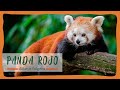 TODO sobre EL PANDA ROJO