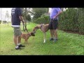 How to handle Dog to Dog Aggression!
