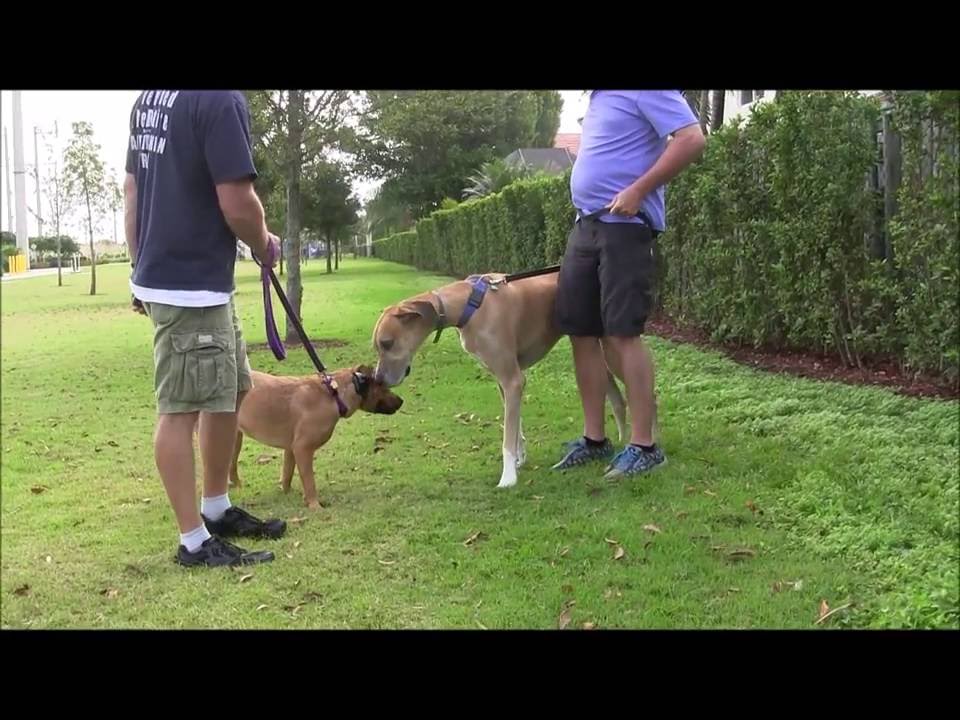 How to handle Dog to Dog Aggression! YouTube