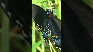 🦋 These Amazing Butterfly Wings Look Unreal in the Sun! ✨☀️