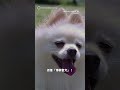 宮崎首隻「博美警犬」擄獲人心！ 識才所長親自培訓成大器#日本#宮崎#日向警署#Haku#ハク#竹越光#警犬#博美犬#井東警察犬訓練所