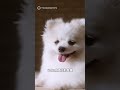 宮崎首隻「博美警犬」擄獲人心！ 識才所長親自培訓成大器#日本#宮崎#日向警署#Haku#ハク#竹越光#警犬#博美犬#井東警察犬訓練所