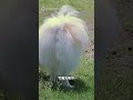 宮崎首隻「博美警犬」擄獲人心！ 識才所長親自培訓成大器#日本#宮崎#日向警署#Haku#ハク#竹越光#警犬#博美犬#井東警察犬訓練所