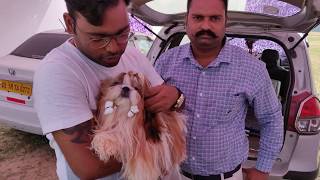 Shihtzu Puppy : Dog Show : Dog Market : Doggyz World