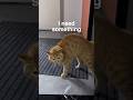 Capture de la vidéo Creepy Talking Cat 🙀