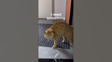 Creepy Talking Cat 🙀