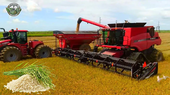 9.8 Million Tons Of Rice Are Harvested And Processed In America This Way | Agriculture Technology