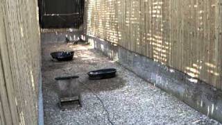 7-26-2011 at 4 00 pm CDT NBG Eaglets at Wildlife Center VA with Vinnie Part 2