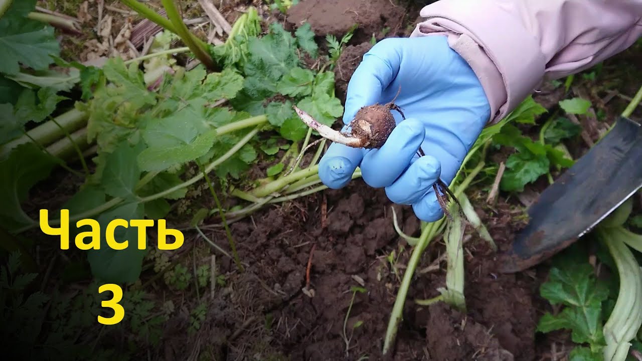 Топинамбур против борщевика, часть 3: есть ростки! - YouTube