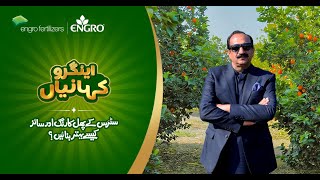 Citrus Ke Phal Ka Rung Aur Size Kesay Barhayen Expert Tips From Malik Ghulam Hussain