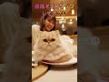 回転猫ちゃん #shorts