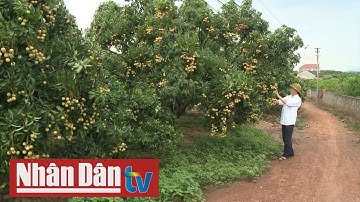 Chuẩn bị điều kiện cần thiết để xuất khẩu vải tươi sang Nhật Bản