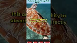 Turtles Can Breathe Through Their S