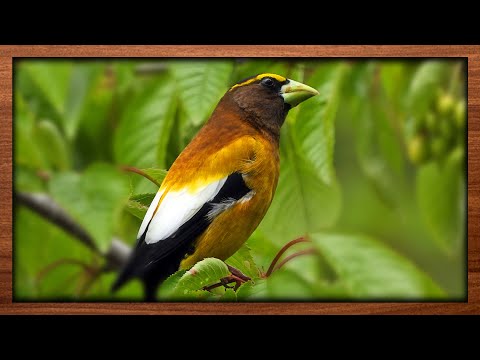 Evening Grosbeaks have a feast