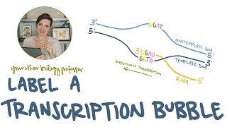 Label a Transcription Bubble: direction, 5' and 3', strand names