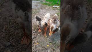 ​"Daily dose of Vitamin Duck." #Ducklings #CuteAnimals #Waddle #Shorts #DailyDoseOfCute #Nature